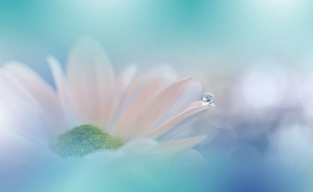 fleur-et_goutte-d-eau-sur-fond-bleu-pastel